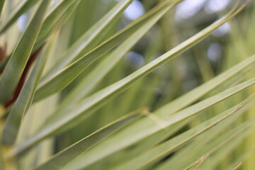 date palm