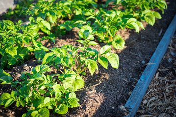 Top view potato plants growing on wooden raised bed with rich compost and mulch at community garden near Dallas, Texas, homegrown organic tubers at backyard homestead urban farming, agriculture
