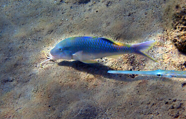 Coral fish with common name Forsskal goatfish, scientific name is Parupeneus forskali, inhabits shallow water near coral reefs. Selective focus on the fish                        