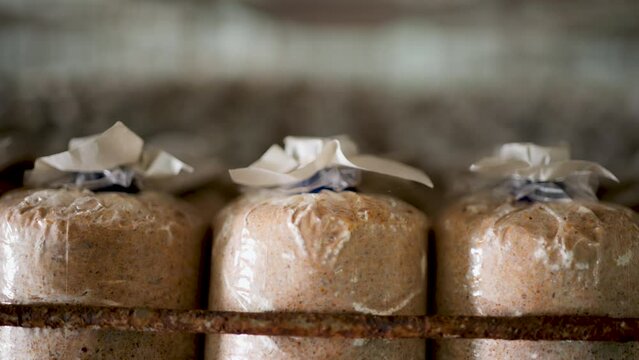 Mushroom culture cubes for mushroom factories.