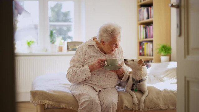 Elderly woman in pyjamas sitting on bed with her dog, drinking hot tea in the morning. Cute dog yawning, lying on bed by elderly owner. Dog as companion for senior people.