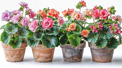 A row of four flowering begonias in terracotta pots on a white background
