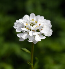 Bitter candytuft, Iberis amara