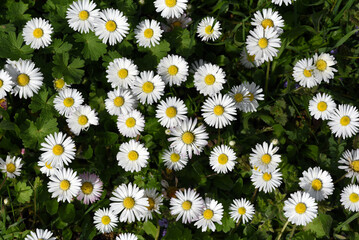Daisy, Bellis Perennis © Ruckszio