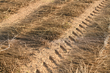 Lines on the ground of dry flax for harvesting