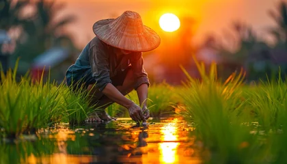 Foto op Canvas Thai farmers planting rice in a lush green paddy field, traditional techniques under the morning sun © fourtakig