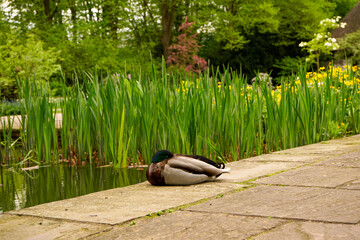 Schlafende Ente an einem Teich im Park.