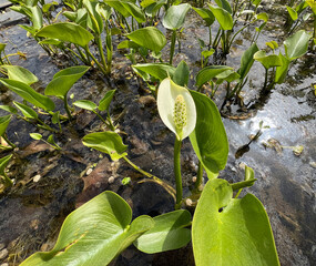 Marsh calla, Calla palustris
