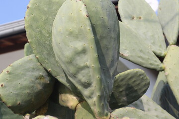 cactus opuntia