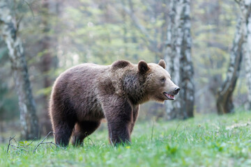 Brown bear, Ursus arctos walking in a birch forest on a mountain meadow. Dangerous animal in...