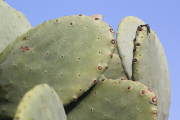 cactus opuntia