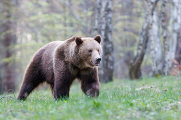 Brown bear, Ursus arctos walking in a birch forest on a mountain meadow. Dangerous animal in...