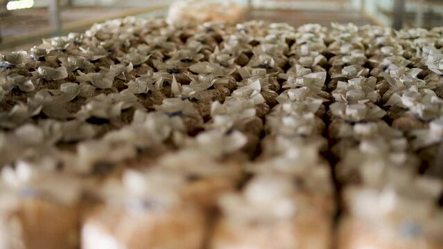 Mushroom culture cubes for mushroom factories.