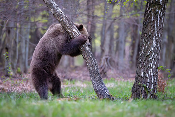 Big male brown bear in birch forest. Dangerous animal in the wood. Wildlife nature Slovakia.