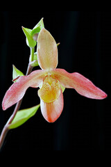 Phragmipedium Noirmont, a hybrid slipper orchid flower from south American species
