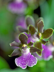 Zygopetalum Redvale 'Pretty Ann', an orchid with purple and green flowers and a strong scent