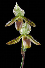 Paphiopedilum wardii, a species orchid from southern China and Myanmar