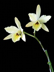 Naklejka na ściany i meble Laelia aurea, a pale yellow flowered species orchid