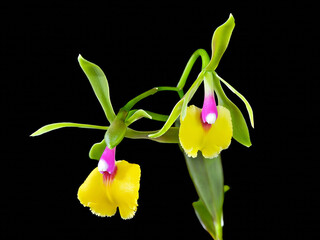 Epicattleya Rene Marques 'Tyler', a hybrid orchid between cattleya and epidendrum species
