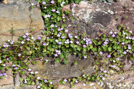 Cymbalaria muralis
