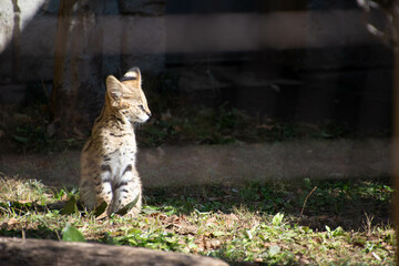 サーバルのこども