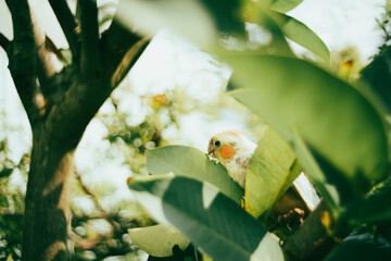 Cockatiel Nymphicus will typically remain mostly grey with a yellowish tint, and a less vibrant...