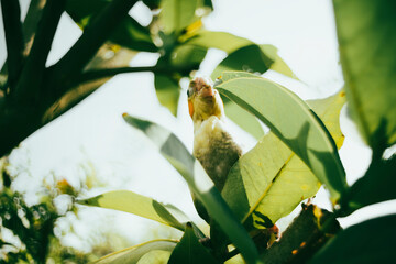 Cockatiel Nymphicus will typically remain mostly grey with a yellowish tint, and a less vibrant...