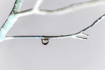 waterdrops on a branch, nacka, sverige,sweden,stockholm,Mats