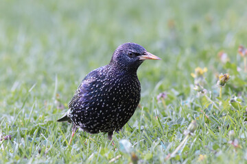 colorful starling on green lawn in the park - 790149959