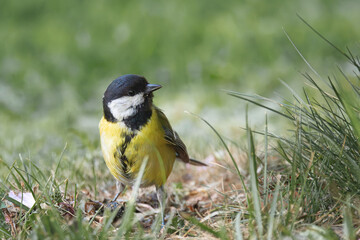great tit foraging for food in the park - 790150144
