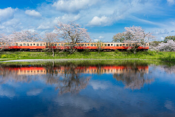 水面に反射する千葉の小湊鉄道と春の桜/
Japanese spring cherry blossoms (SAKURA) and railway