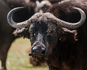 Mud-adorned water buffalo staring intently in Ol Pejeta, Kenya