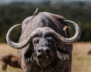 Stoic water buffalo under the watchful eyes of its avian companions