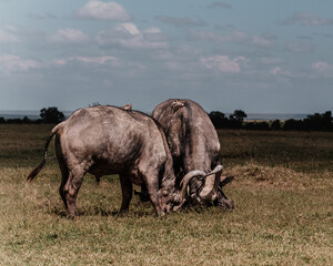 Dominance on display: Fighting water buffalos in Ol Pejeta's plains