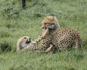 Young cheetahs hone their skills through play in the lush Masai Mara