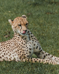 Serene cheetah grooming in the lush Masai Mara