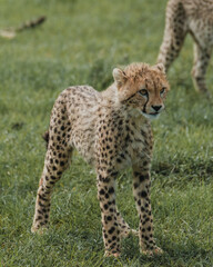 Curious cheetah cub exploring the Masai Mara