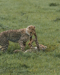 Young cheetahs hone their skills through play in the lush Masai Mara