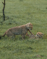 Young cheetahs hone their skills through play in the lush Masai Mara