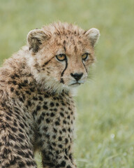 Alert cheetah cub with piercing gaze in Kenyan savannah