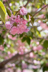 Beautiful masses of pink blooms on a rosaceae plant. - obrazy, fototapety, plakaty