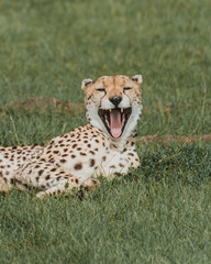 Expressive cheetah yawning on the Masai Mara grasslands