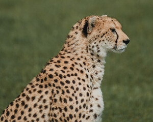A vigilant adult female cheetah surveys the Masai Mara