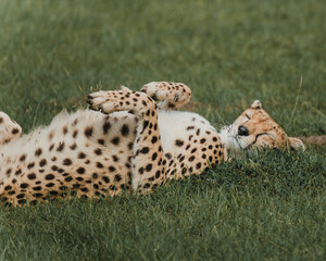 Relaxed cheetah enjoying a serene moment in the savannah.