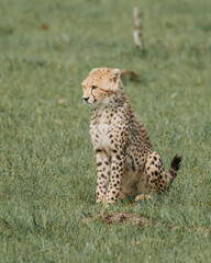 Seated cheetah surveying the savannah in Kenya