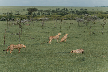 Cheetah family in various poses on the Masai Mara savannah