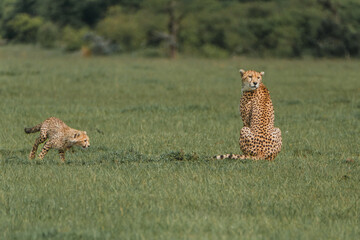 Young cheetah pounces as watchful mother observes © _mishamartin