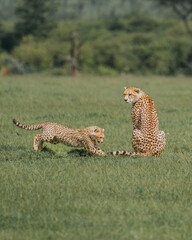 Young cheetah pounces as watchful mother observes