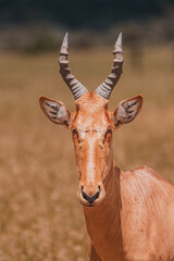 Coke's hartebeest in the vast savannah