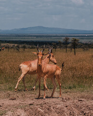 Pair of Coke's hartebeests bonding in the vast savannah